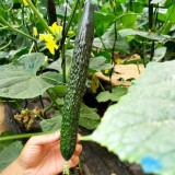 Zhongnong Spring-Autumn Hybrid Cucumber F1 Seeds - Market Quality Cucumber Seeds, High-Yield Disease Resistant Variety