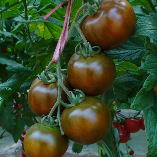 'Big Black Beauty' Tomato Seeds - Heirloom Variety, High-Yield & Nutrient-Rich