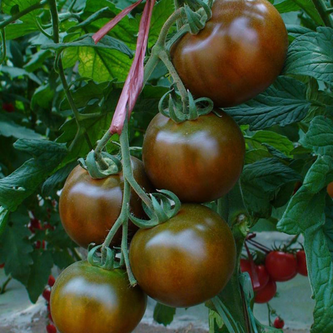 'Big Black Beauty' Tomato Seeds - Heirloom Variety, High-Yield & Nutrient-Rich