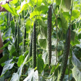 'Holland Spring-Autumn Shiny Pioneer' F1 Cucumber Seeds - High Yield, Disease Resistant, for Stable Spring & Autumn Production