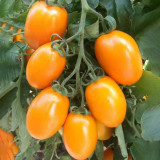 Yellow Roman Tomato Seeds - Crack Resistant, Excellent Fresh Eating Flavor