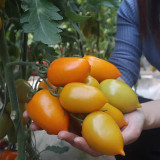 Yellow Roman Tomato Seeds - Crack Resistant, Excellent Fresh Eating Flavor