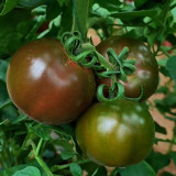 'Big Black Beauty' Tomato Seeds - Heirloom Variety, High-Yield & Nutrient-Rich