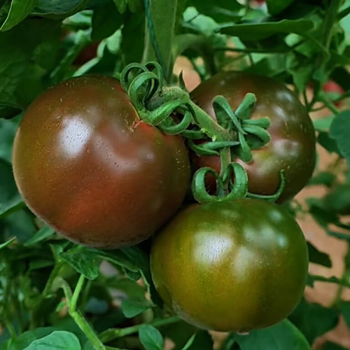 'Big Black Beauty' Tomato Seeds - Heirloom Variety, High-Yield & Nutrient-Rich