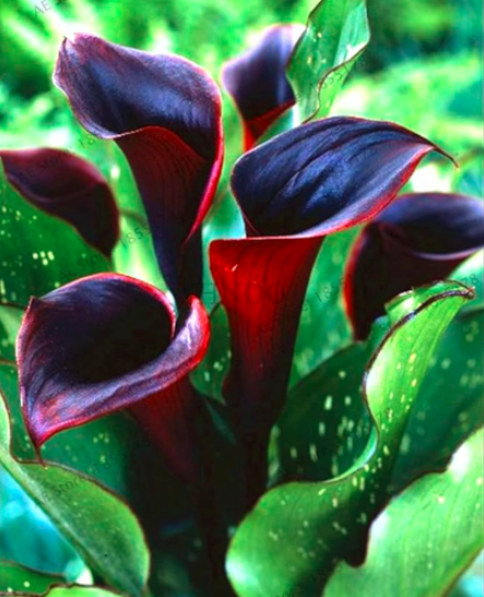 Calla Lily Garden Seeds Rhizome zantedeschia aethiopica (Color: 11)