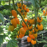 Yellow Roman Tomato Seeds - Crack Resistant, Excellent Fresh Eating Flavor