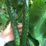 Zhongnong Spring-Autumn Hybrid Cucumber F1 Seeds - Market Quality Cucumber Seeds, High-Yield Disease Resistant Variety