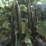 'Holland Spring-Autumn Shiny Pioneer' F1 Cucumber Seeds - High Yield, Disease Resistant, for Stable Spring & Autumn Production