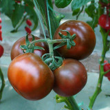 'Big Black Beauty' Tomato Seeds - Heirloom Variety, High-Yield & Nutrient-Rich