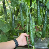 Zhongnong Spring-Autumn Hybrid Cucumber F1 Seeds - Market Quality Cucumber Seeds, High-Yield Disease Resistant Variety