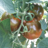'Big Black Beauty' Tomato Seeds - Heirloom Variety, High-Yield & Nutrient-Rich