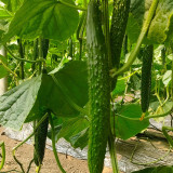 'Holland Spring-Autumn Shiny Pioneer' F1 Cucumber Seeds - High Yield, Disease Resistant, for Stable Spring & Autumn Production