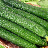 Zhongnong Spring-Autumn Hybrid Cucumber F1 Seeds - Market Quality Cucumber Seeds, High-Yield Disease Resistant Variety