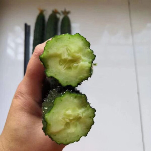 'Holland Spring-Autumn Shiny Pioneer' F1 Cucumber Seeds - High Yield, Disease Resistant, for Stable Spring & Autumn Production