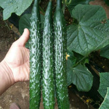 'Holland Spring-Autumn Shiny Pioneer' F1 Cucumber Seeds - High Yield, Disease Resistant, for Stable Spring & Autumn Production