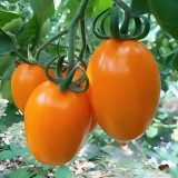 Yellow Roman Tomato Seeds - Crack Resistant, Excellent Fresh Eating Flavor