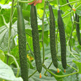Zhongnong Spring-Autumn Hybrid Cucumber F1 Seeds - Market Quality Cucumber Seeds, High-Yield Disease Resistant Variety