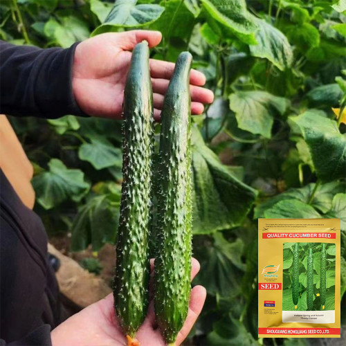 'Holland Spring-Autumn Shiny Pioneer' F1 Cucumber Seeds - High Yield, Disease Resistant, for Stable Spring & Autumn Production