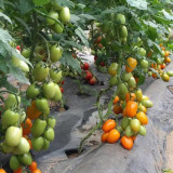 Yellow Roman Tomato Seeds - Crack Resistant, Excellent Fresh Eating Flavor