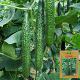 Zhongnong Spring-Autumn Hybrid Cucumber F1 Seeds - Market Quality Cucumber Seeds, High-Yield Disease Resistant Variety