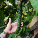 'Holland Spring-Autumn Shiny Pioneer' F1 Cucumber Seeds - High Yield, Disease Resistant, for Stable Spring & Autumn Production