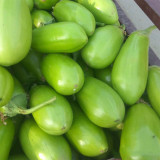 'Green Crown' F1 Eggplant Seeds - Vigorous Growth, Large fruit, Ultra-Early, High-Yield Variety