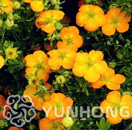 Potentilla Fruticosa Seeds – Shrubby Cinquefoil for Easy Home Garden Planting