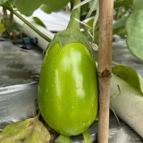 'Green Crown' F1 Eggplant Seeds - Vigorous Growth, Large fruit, Ultra-Early, High-Yield Variety