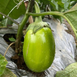 'Green Crown' F1 Eggplant Seeds - Vigorous Growth, Large fruit, Ultra-Early, High-Yield Variety