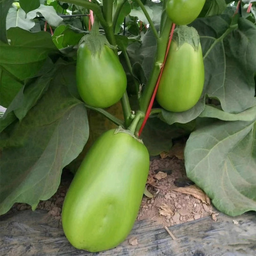 'Green Crown' F1 Eggplant Seeds - Vigorous Growth, Large fruit, Ultra-Early, High-Yield Variety