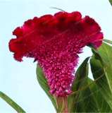 Cockscomb Flower Seeds for Home Garden Plant (Color: 6)