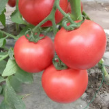 Pink Emperor Tomato Seeds - Early Maturing, High Resistance, Greenhouse & Open-Field