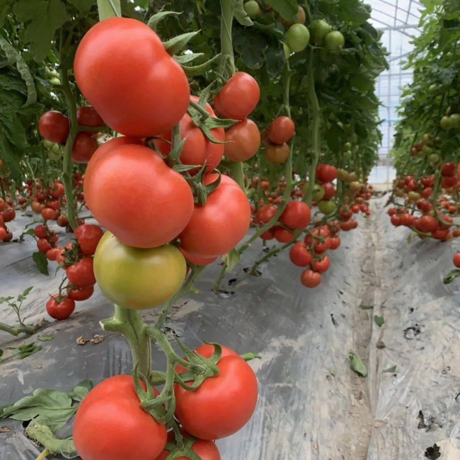 Pink Emperor Tomato Seeds - Early Maturing, High Resistance, Greenhouse & Open-Field