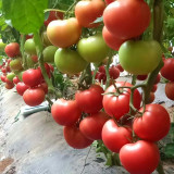 Pink Emperor Tomato Seeds - Early Maturing, High Resistance, Greenhouse & Open-Field