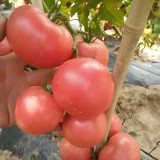 Pink Emperor Tomato Seeds - Early Maturing, High Resistance, Greenhouse & Open-Field