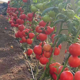 Pink Emperor Tomato Seeds - Early Maturing, High Resistance, Greenhouse & Open-Field