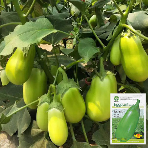 'Green Crown' F1 Eggplant Seeds - Vigorous Growth, Large fruit, Ultra-Early, High-Yield Variety