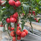 Gemjet No.5 F1 Tomato Seeds - High Yield, Long Shelf Life, for Commercial Growing