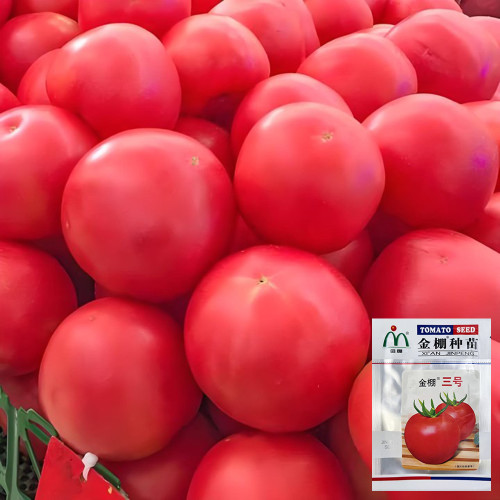 Jinpeng No.3 Tomato F1 Seeds - Uniform Round Fruit, Thick Flesh, Disease Resistant