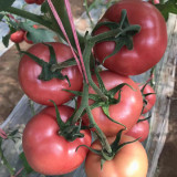 Gemjet No.5 F1 Tomato Seeds - High Yield, Long Shelf Life, for Commercial Growing
