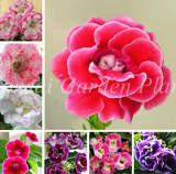 Indoor Gloxinia Sinningia Speciosa Seeds (Color: Mixed)