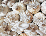 Oyster Mushroom Organic Seeds Non-GMO Heirloom