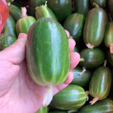 'Golden Boy' Cucumber F1 Seeds - Mini Cucumber, Sweet Crisp Fruit, High Yield & Disease Resistant