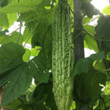 Silver Jubilee Pearl Bitter Gourd F1 Seeds - Vigorous Growth & High Quality, Long Harvest, Uniform Fruit