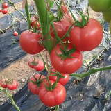 Gemjet No.5 F1 Tomato Seeds - High Yield, Long Shelf Life, for Commercial Growing