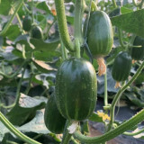 'Golden Boy' Cucumber F1 Seeds - Mini Cucumber, Sweet Crisp Fruit, High Yield & Disease Resistant