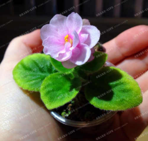 Mini Violet Seed African Violet Perennial Herb Matthiola Incana