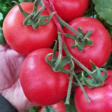 Jinpeng No.3 Tomato F1 Seeds - Uniform Round Fruit, Thick Flesh, Disease Resistant
