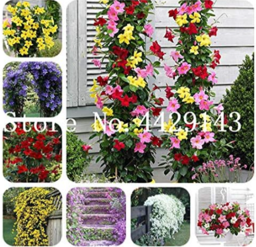 Rare Climbing Jasmine Flower Seeds Arabian Jasmine (Color: 11)