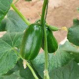 'Golden Boy' Cucumber F1 Seeds - Mini Cucumber, Sweet Crisp Fruit, High Yield & Disease Resistant
